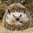 5D Full Round Diamond Painting Animals diy Cross Stitch (Hedgehog-LD286)