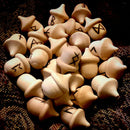 60pcs Novelty Waldorf Acorns DIY Unfinished Wood Craft Wedding Decoration