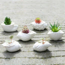 6pcs/set Mini White Small Flowerpot shell Shape Ceramic Succulent Plant Pot