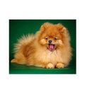 5D DIY Cute Dog Diamond Painting Cross Stitch Embroidery Home Decor Craft