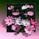 Full Square Drill Diamond Flower Pictures Of Rhinestones Diamond Painting F K1O9