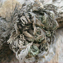Rose of Jericho Dinosaur Plant Air Fern Spike Moss Live Resurrection House U6D4