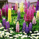 Wholesale 100x Mixed Russell Lupine Seeds Lupinus Beautiful Polyphyllus SH E1E6