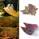 10pcs Natural Almond Leaves Shrimp Fish Aquarium Care Make Water Decor Supply