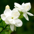 20 pcs Cape Jasmine Jasminiodes White Shrub Aromatic Flower Seeds Plant A6T4