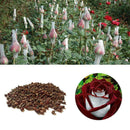 250X Rose SeedsRare Osiria Rose heirloom Chinese Rose Flower qua High W0T7 K2C5