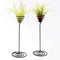 Air Plant Stand Holder Air Plant Base Container Tabletop Planter Tillandsia
