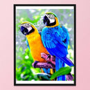 Stamped Cross Stitch Parrot Embroidery 14CT DIY Needlework 46x36cm (SZX023) A
