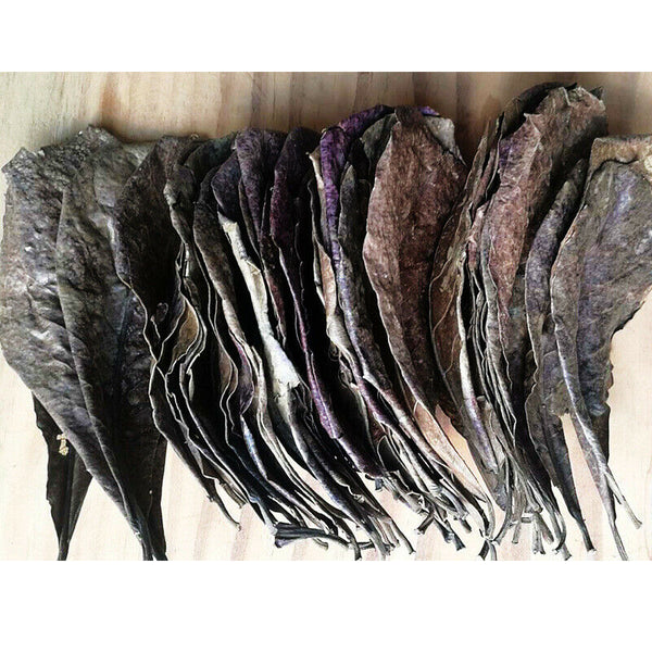 10pcs/set Natural Terminalia Catappa Foetida Leaves Island Almond S Ew