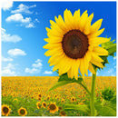 Flower 5D Diamond Painting Full Round Drill DIY Rhinestone Picture (LG563)