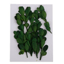 Natural Dried Flowers Bouquet Dry Flowers Decorative Leaf Bouquet ,Real Pressed