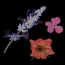 Multi Kinds of Natural Press Dried Flowers Pressed Leaves 5-30mm in Width for