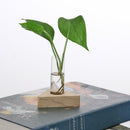 2pcs Planter Test Tube Flower Bud Vase Tabletop Glass Pots in Wooden Stand