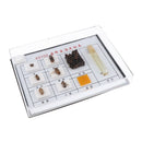 Bee Specimen Of Different Development Stages For  Scientific Education