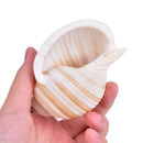1Pcs Artificial Shell Sea Conch Fish Tank Aquarium Decorations Roll Shellfi%!