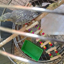 Food Water Cups Plastic Parrot Bathing Bird Pigeons Cage Sand Cup Feeding