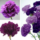 175 Pcs Magenta Carnation Dianthus Caryophyllus Flower Garden W8U0 DIY F8W0