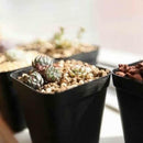 3 x Mini Square Plastic Plant Flower Pot Black Home Office Decor Planter Hot