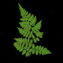 12Pcs Pressed Leaves Dried Flowers for Scrapbook Card Art Craft DIY Material