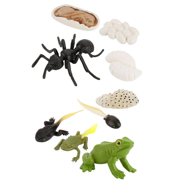 Plastic Life Cycle of Frog Ant Playset Cognitive Biology Toys Themed Party