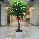 1pcs pachira money tree seeds good luck much money indoor plant ornamental ly