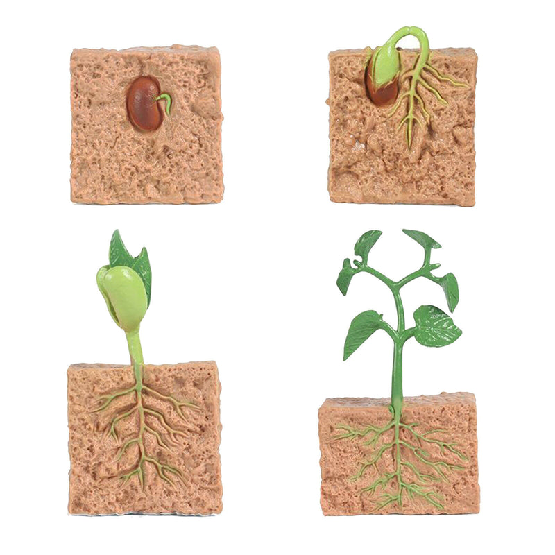 Nature Plant Seeds Growth Portico Pre-school Learning Imaginatio
