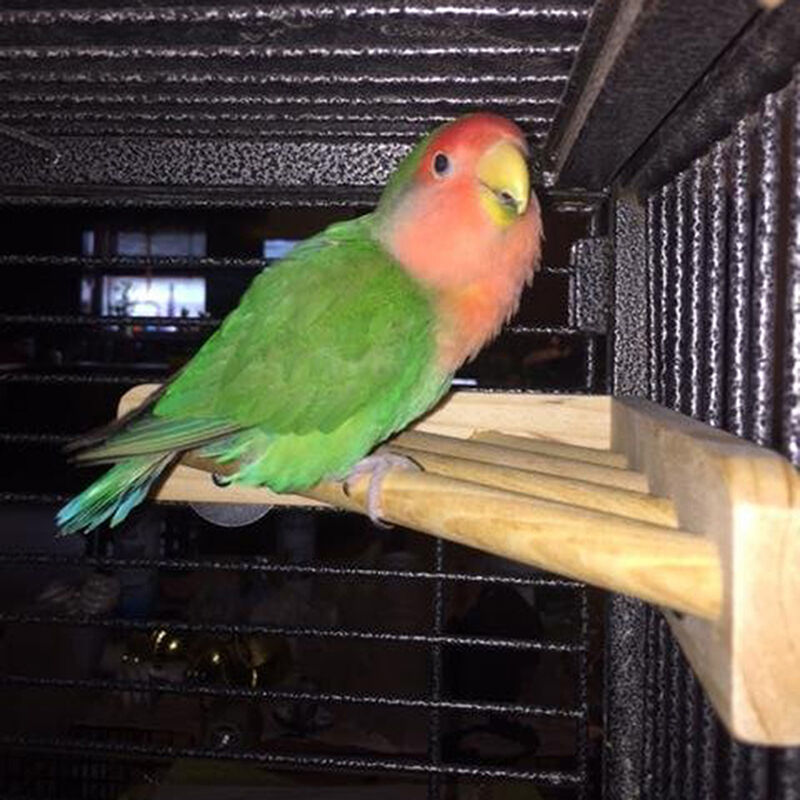 7'' Pet Parrot Supply Wood Corner Shelf Laddered Platform C For Birds Stand E3I4