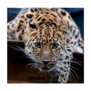 DIY Animal Lepoard Craft 5D Diamond Painting Embroidery Cross Stitch Kits