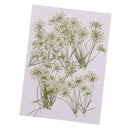 10 Pieces Lace Flower Dried Flowers Embellishments for DIY Phone Case Decoration