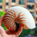 14-16Cm 5.5-6.3Inch Natural Nautilus Seashell Tiger Chambered Nautilus Home