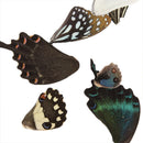 100Pcs Real Butterfly Wings DIY Jewelry Artwork Art Hand Craft Random  â„–[