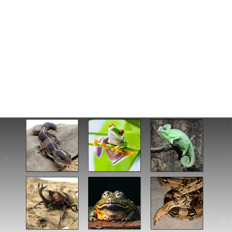 4Pcs Reptile Food Water Feeding Bowl Feeder with Suction Cup Double & Single