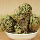Rose of Jericho Dinosaur Plant Air Fern Spike Moss Live Resurrection House B6K5
