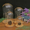 DIY Craft Glass Dome Cover Dry Flower Vase Wood Cork Cloche Oval 10x25cm