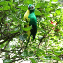 Realistic Parrot Artificial Feather Bird Animal Ornament Decor, Pack of 3