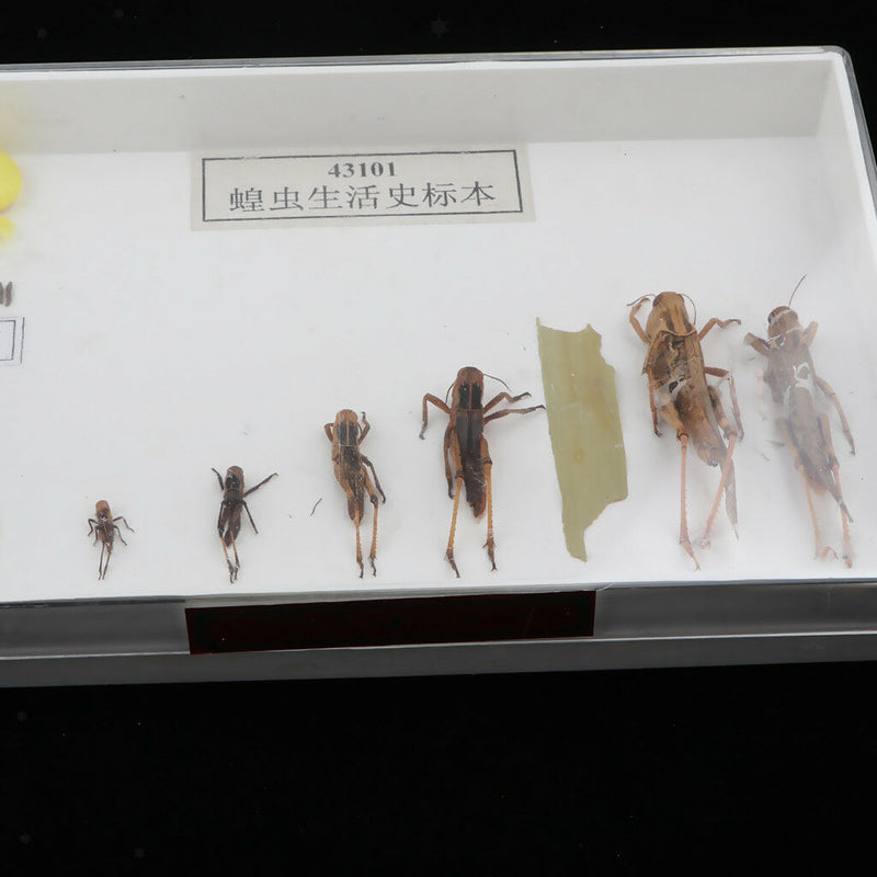 Lifecycle of a Locust Specimens Taxidermy Framed Collectible, 7.5x5x1.2inch