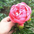 Peony Seeds Plants Ing Greenery Flowers Outdoor 10pcs best P4C4 G1B7