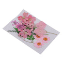 2x Multiple Pressed/Dried Leaves Flowers Scrapbooking Art Craft DIY Material