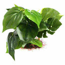 Artificial Aquarium Plant Water Grass Real Look FishTank Dec Ornament J6N4 S4S9