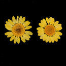 12x Pressed Natural Dried Flowers Chrysanthemum for Scrapbooking Card making