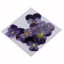 24Pcs Dried Pressed Flowers Butterfly Shape Scrapbooking Violet Specimen