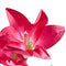 Red Lily Solar Powered 3 LED Flower Garden Balcony Party Path Light Bulb