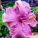 30PCS Giant Hibiscus Seeds Dinnerplate Hibiscus Perennial Flower Q9V0 L7H5