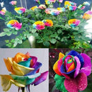 1000Pcs Beautiful Colorful Rainbow Rose Flower Seeds Yard Garden Plant Decor