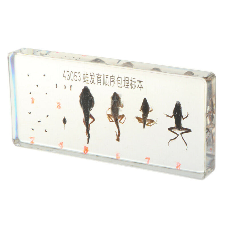 Lifecycle of a Frog Specimens Paperweight Educational Science Classroom