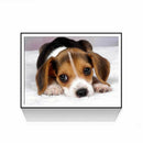 Full Square Diamond 5D DIY Diamond Painting "Dog" Embroidery Cross Stitch R