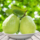 50pcs Guava Seeds Delicious TropiFSl Fruit Seed Non Transgenic Plant BonsTOCA