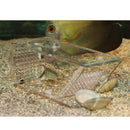 Unidirectional Bait Box For Aquariums, Lures Shrimp Shrimp Crabs, Lures Snail