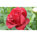 5D DIY Diamond Painting Flower Full Round Drill Canvas Wall Picture (A914)