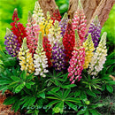Beautiful Rainbow Frutti Lupine Flower Seeds Ornamental Flowers 99% Germinatisp